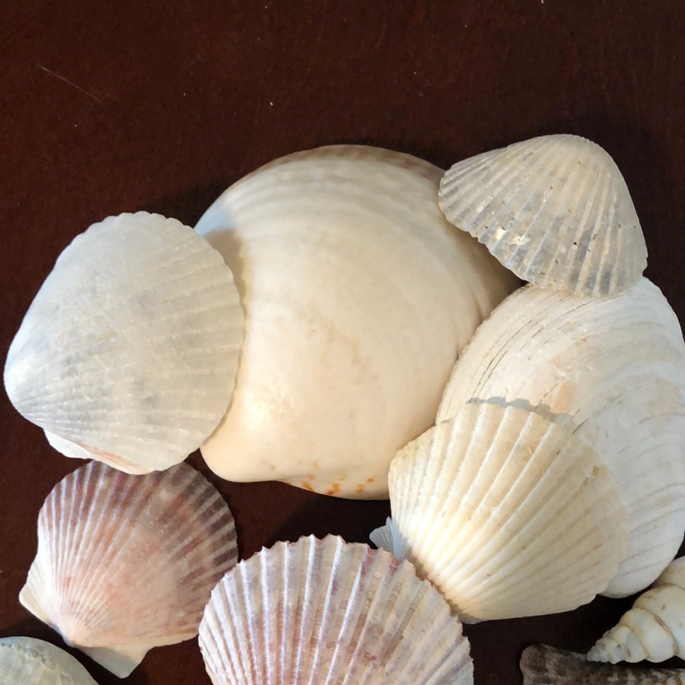 🐚 Shells 🐚 - Picture 3 of 4